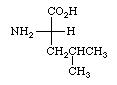 leucine.gif
