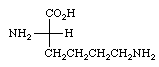 lysine.gif