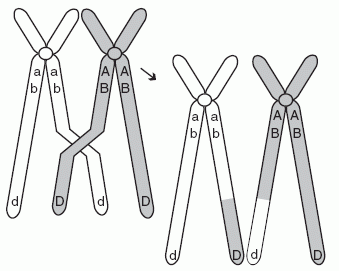 chromosomes2.gif