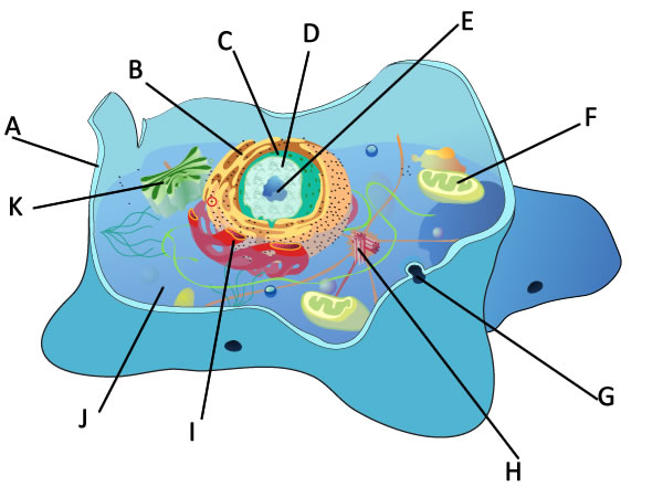 Animal Cell Structure