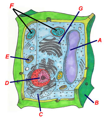 Plant Cell Pictures