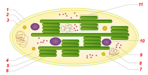 chloroplast.jpg