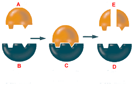  enzymes