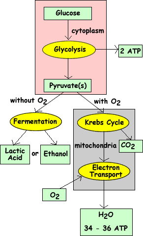 Cellular Metabolism Chart