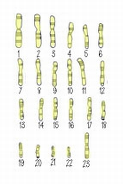 karyotype2.jpg