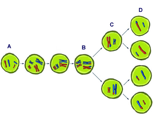 animal cell undergoing mitosis. meiosis.jpg. Haploid cells can