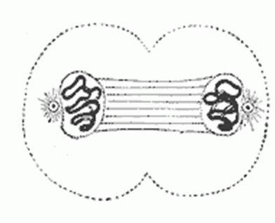 meiosis and mitosis. What stage of mitosis is