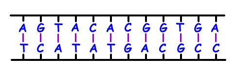 DNA2.gif
