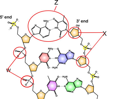 the diagram labeled X are