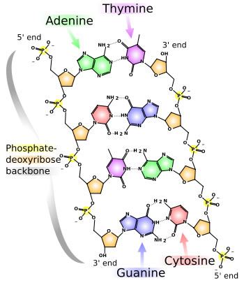 DNAstructure.jpg