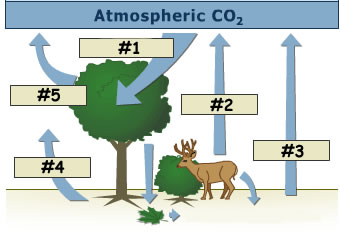 CarbonCycle1.jpg