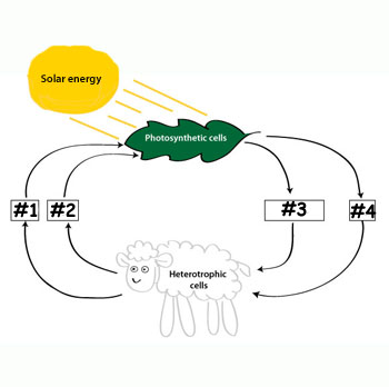 Dirt Bike Birthday Party Supplies on Picture Of Carbon Oxygen Cycle