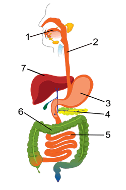 The Digestive, Skeletal and Muscular Systems