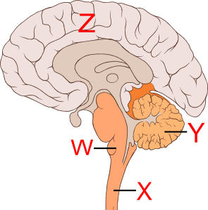 Simple+heart+diagram+blood+flow