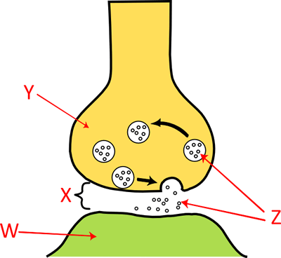 bioamplification diagram