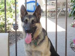 Tachi