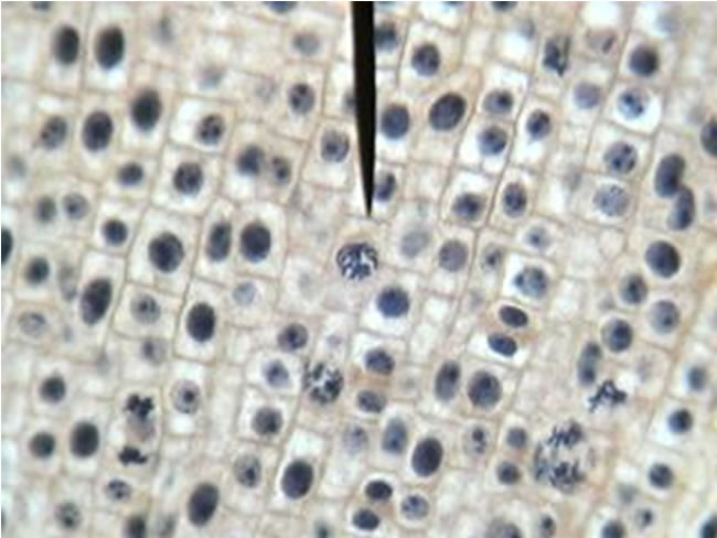 Mitosis Virtual Lab Page 1