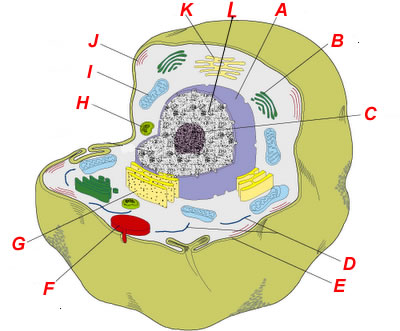 animalcell1.jpg