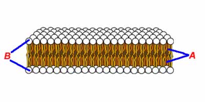 Cell Membranes: Structure and Function
