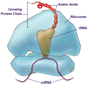 Protein.jpg