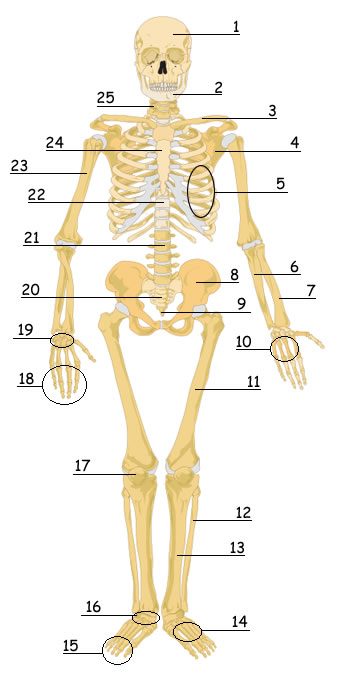 blank skeletal system